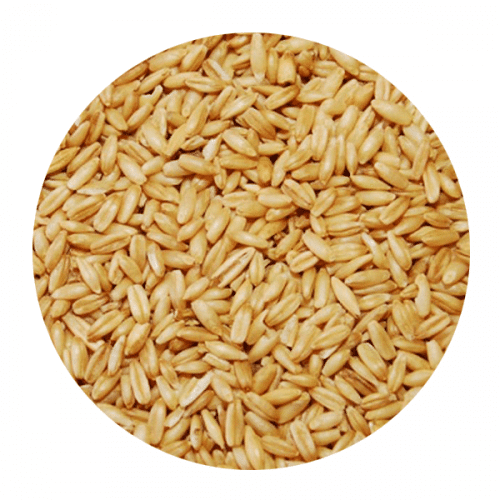 Βρώμη Ολλανδίας για Πτηνά 1kg – 25kg