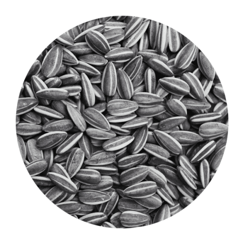 Ηλιόσπορος Ψιλός για Πτηνά 1kg – 25kg