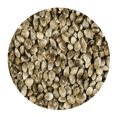 Καναβούρι Γαλλίας για Πτηνά 1kg – 20kg