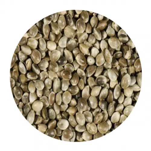Καναβούρι Γαλλίας για Πτηνά 1kg – 20kg